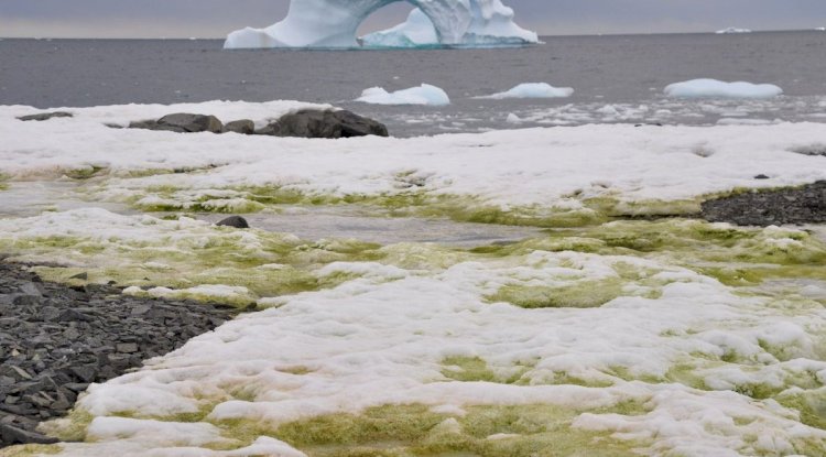 Antarctica, the world's coldest green region, is greener than space