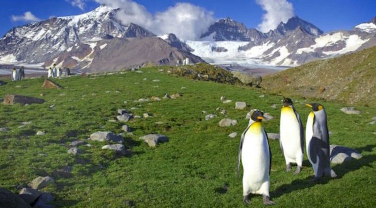 Antarctica, the world's coldest green region, is greener than space