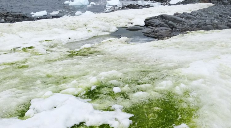 Antarctica, the world's coldest green region, is greener than space