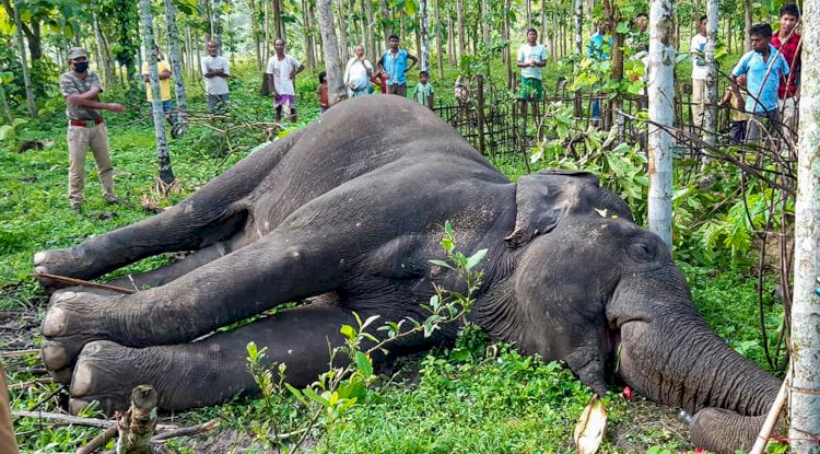 केरल में गर्भवती हाथी क्रूर 'हत्या' पर भारी आक्रोश