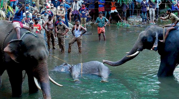 केरल में गर्भवती हाथी क्रूर 'हत्या' पर भारी आक्रोश