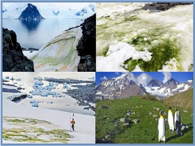 Antarctica, the world's coldest green region, is greener than space