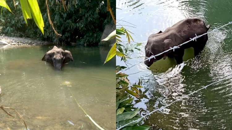 केरल में गर्भवती हाथी क्रूर 'हत्या' पर भारी आक्रोश